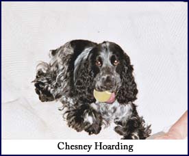 Chesney Hoarding