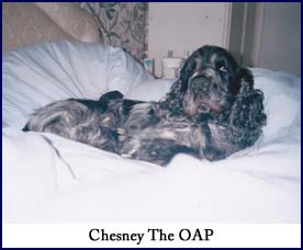 Chesney the OAP