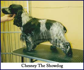 Chesney the Showdog
