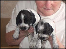 Litter 2013 Picture 2