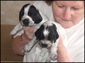 Litter 2013 Picture 3