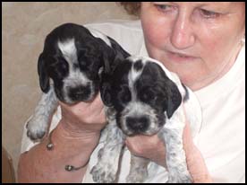 Litter 2013 Picture 4