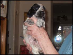 Litter 2016 Picture 1