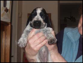 Litter 2016 Picture 3