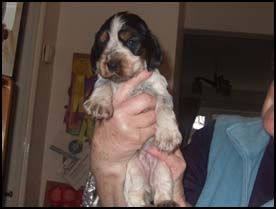 Litter 2016 Picture 4