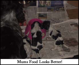 Litter 2016 Picture 6