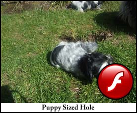 Puppy Sized Hole