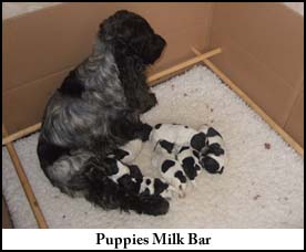 Puppies Milk Bar