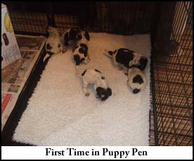 First time in puppy pen