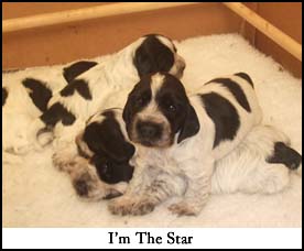 I'm The Star!