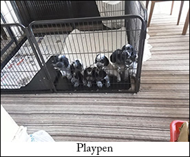 Playpen